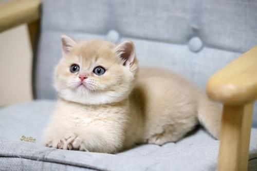 紫金英國短毛貓|女孩