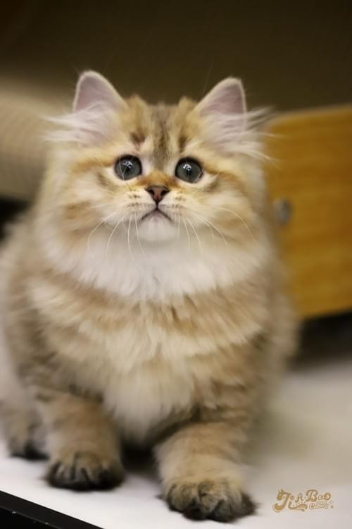 小老虎直毛塞爾凱克|女孩