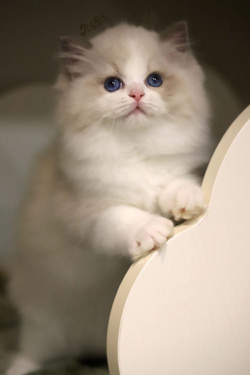 藍雙布偶貓|女孩