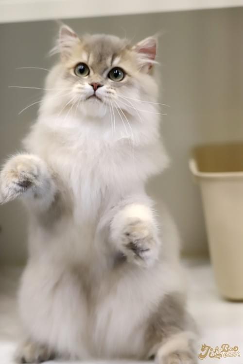 藍金漸層英國長毛貓|男孩