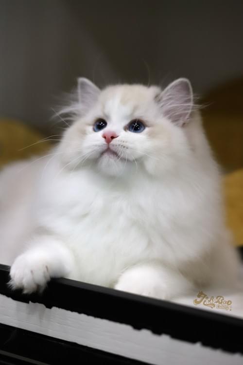 海豹山貓雙布偶貓|女孩