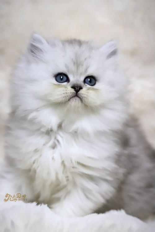 銀色小老虎賽爾凱克直毛貓|男孩