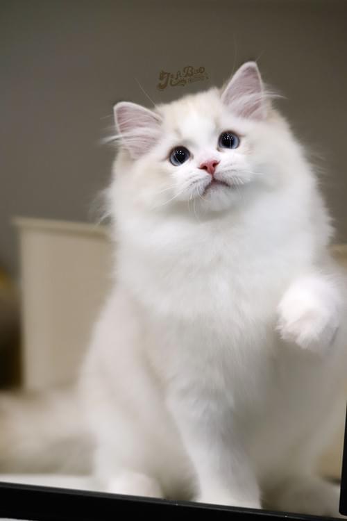 海豹山貓雙布偶貓|女孩