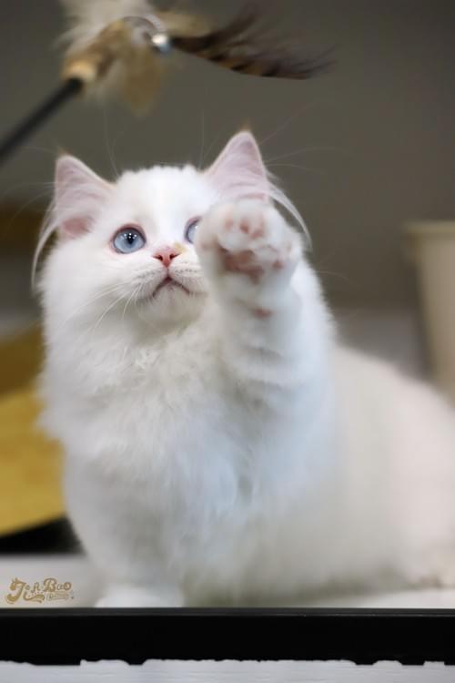 火焰雙小步舞曲|女孩