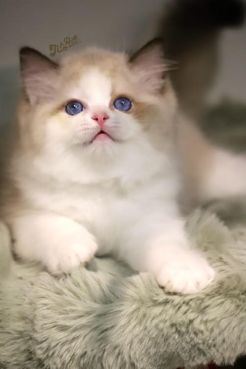 海豹雙布偶貓|男孩