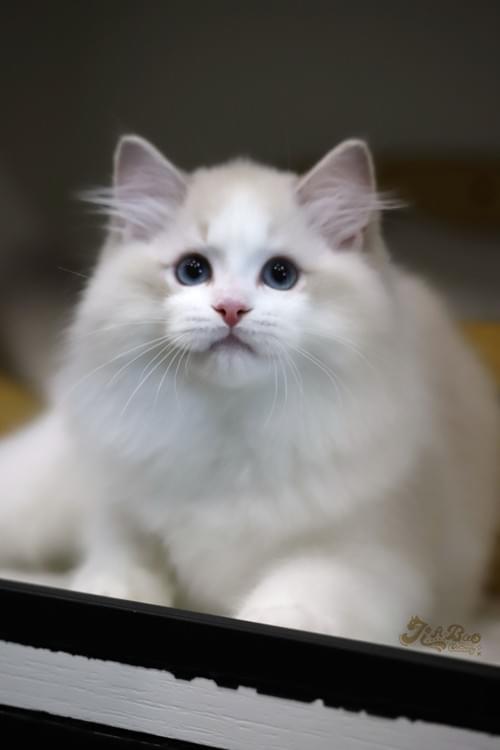 藍山貓雙布偶貓|男孩