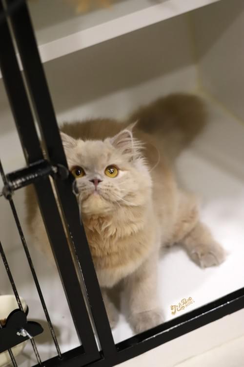 紫丁香玳瑁英國長毛貓| 女孩