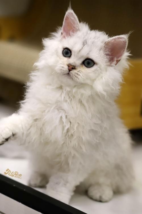 銀漸層賽爾凱克捲毛貓|男孩