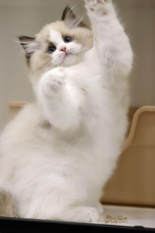 海豹雙布偶貓|女孩