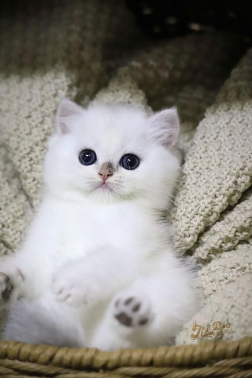 銀漸層英國短毛貓|女孩