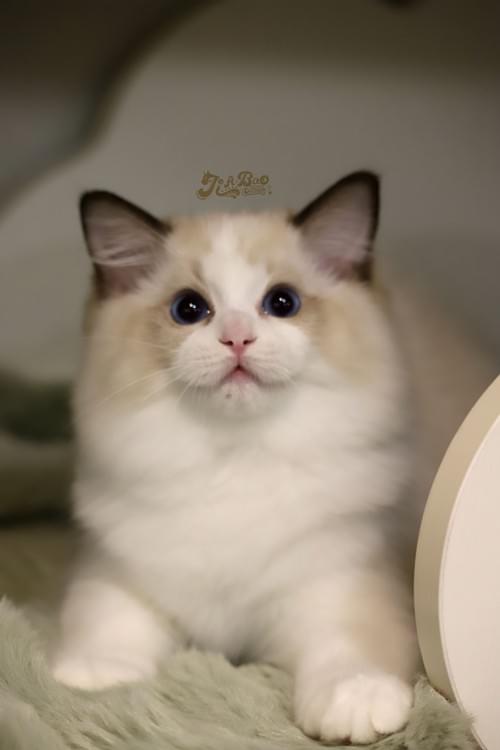 海豹雙布偶貓|男孩