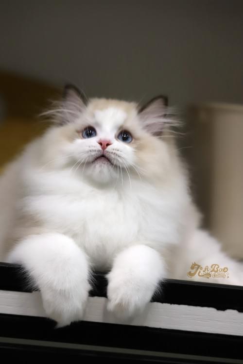 海豹雙布偶貓|男孩