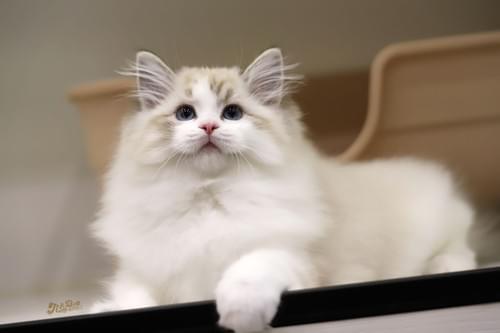 海豹山貓雙布偶貓|女孩