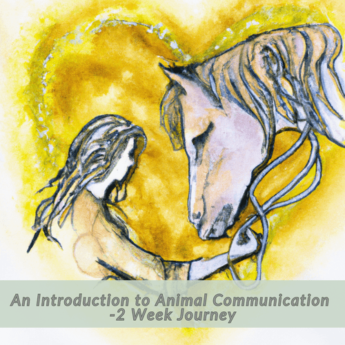 Introduction to Animal Communication- 2 Week Journey