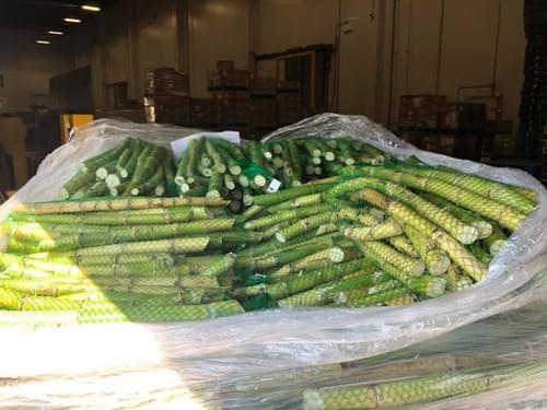 Sugarcane Premium 75% Juicy Full Truckload 40'