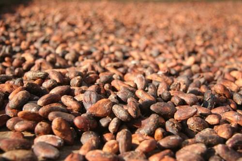 Cacao Beans Fermented Full Truckload