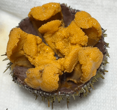 Live Green Sea Urchin
