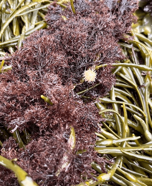 USDA Organic Sea Truffle (Vertebrata lanosa - formerly Polysiphonia lanosa)
