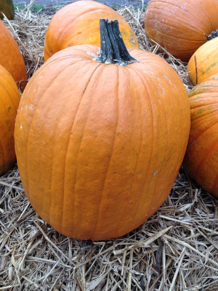 A pile of classic orange jack-o'-lantern pumpkins