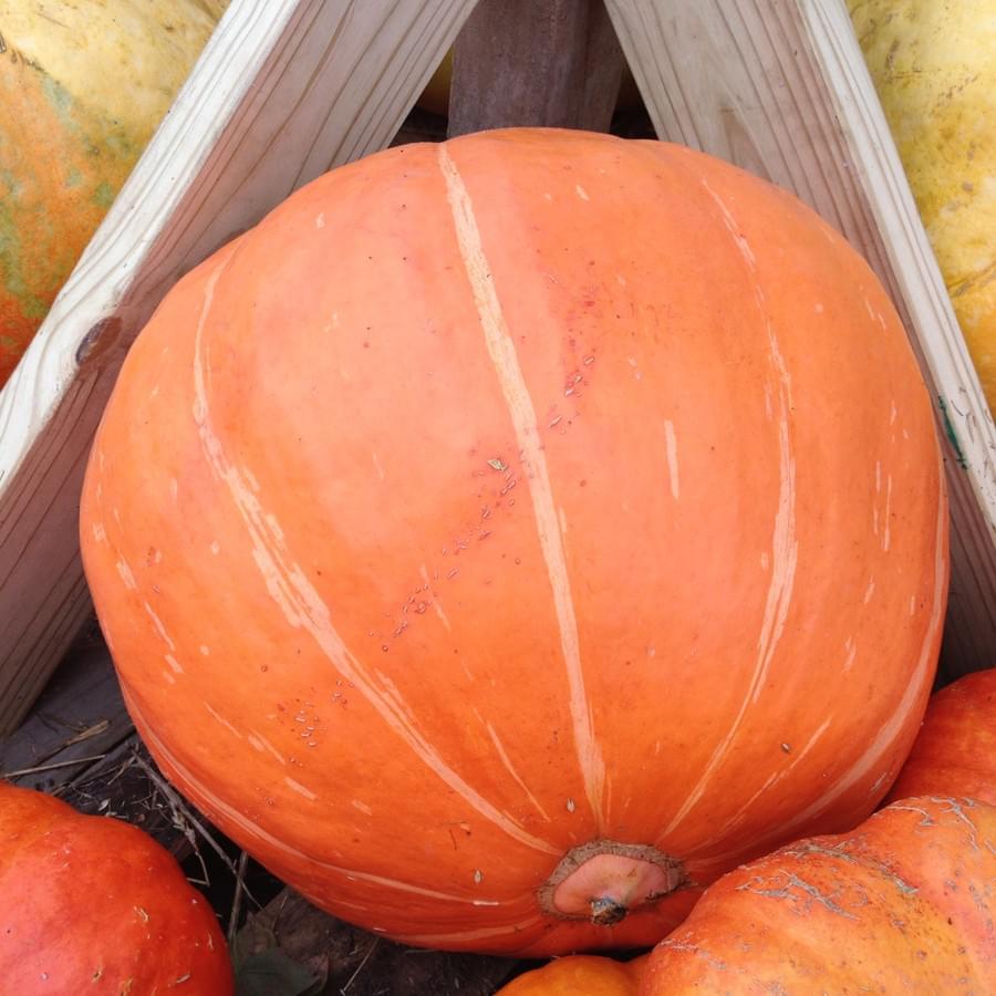 An oversized prize-winning pumpkin