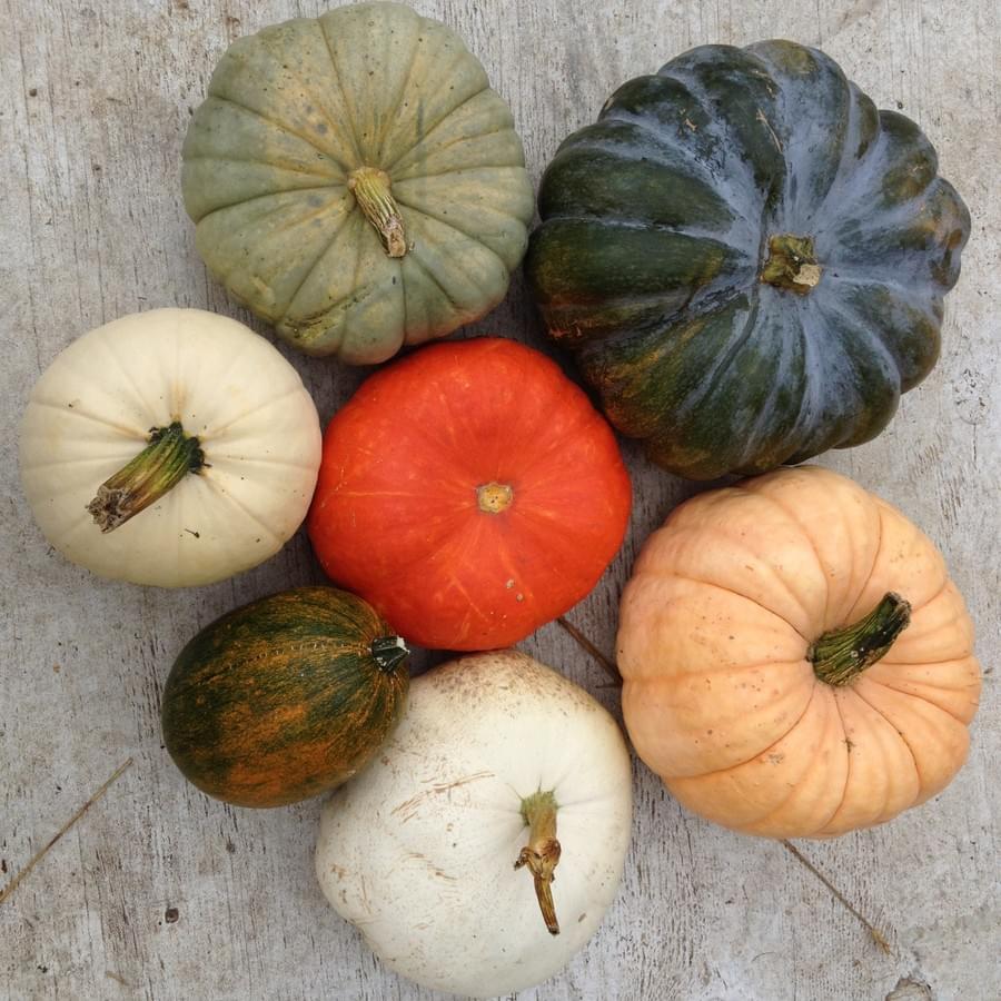 Heirloom pumpkins in unusual shapes and colors