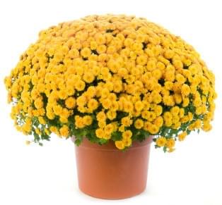 Large potted chrysanthemum in bloom