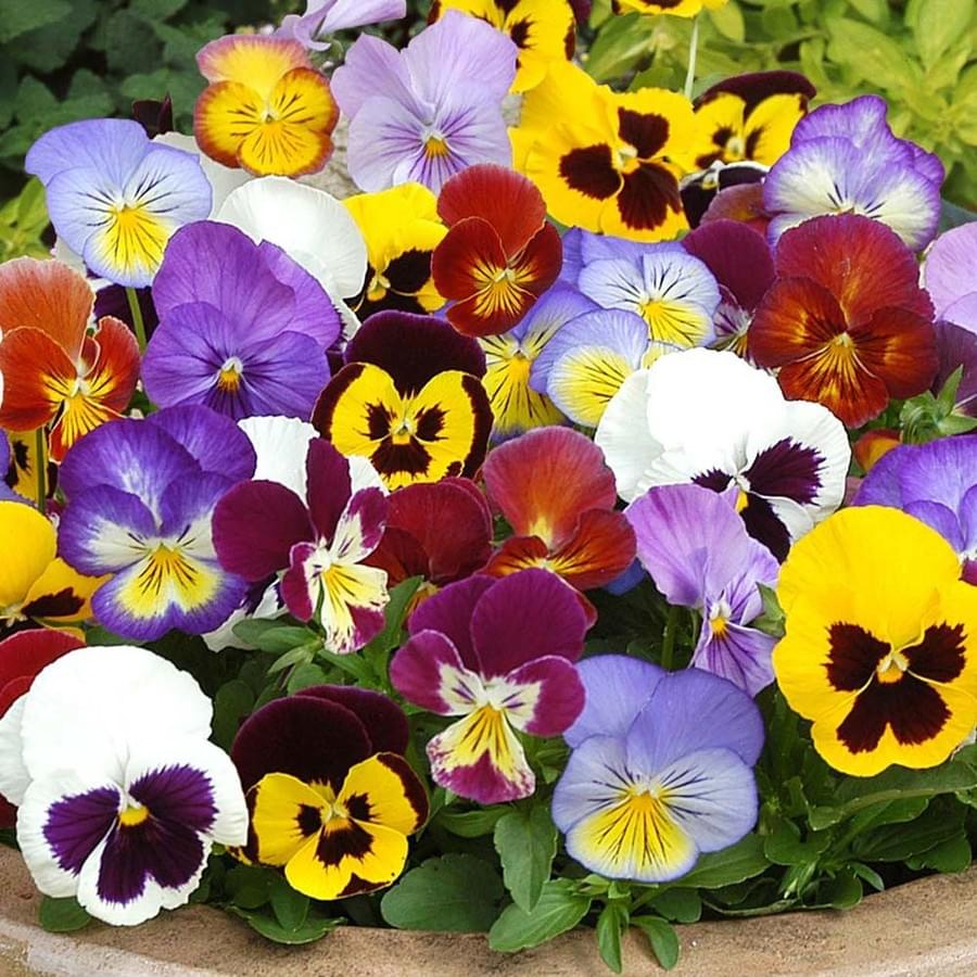 Pansies in bloom