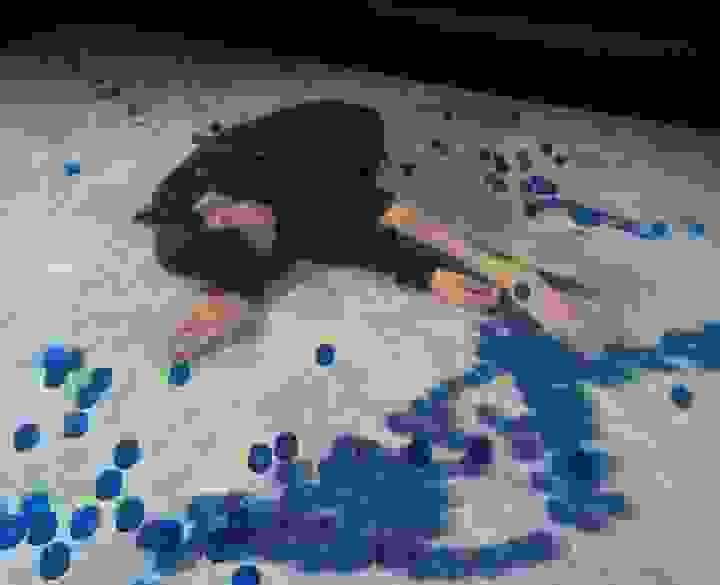 Section image