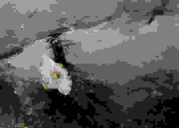 broken image