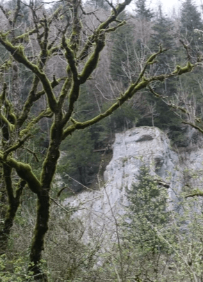 Section image