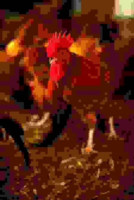 broken image