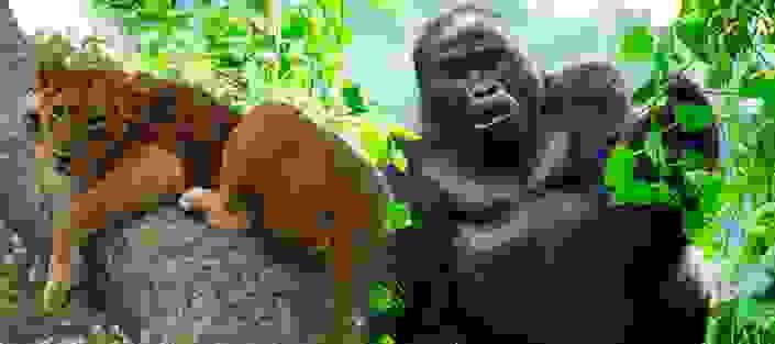 broken image