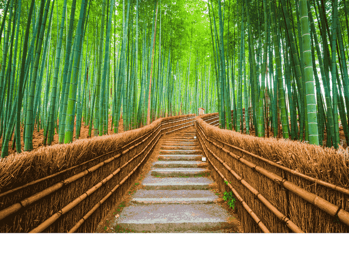 Arashiyama bamboo grove