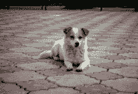 broken image