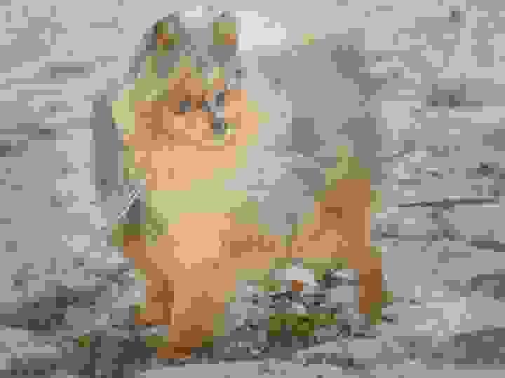 Section image