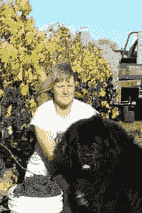 Dog helping grape picking at Torlesse Wines Dog helping grape picking at Torlesse Wines