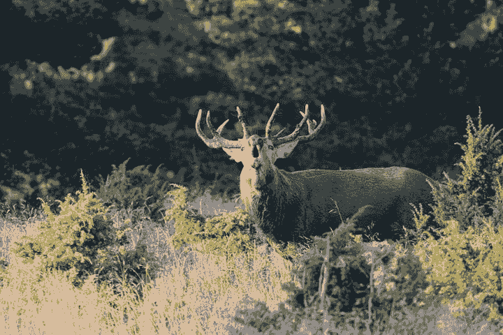 brame du cerf au mont-aigoual brame du cerf au mont-aigoual