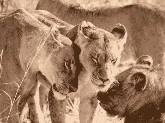 Chobe full day trip review from the client Chobe full day trip review from the client