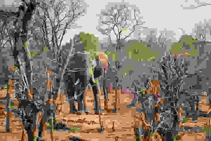 Rhino walk review Rhino walk review