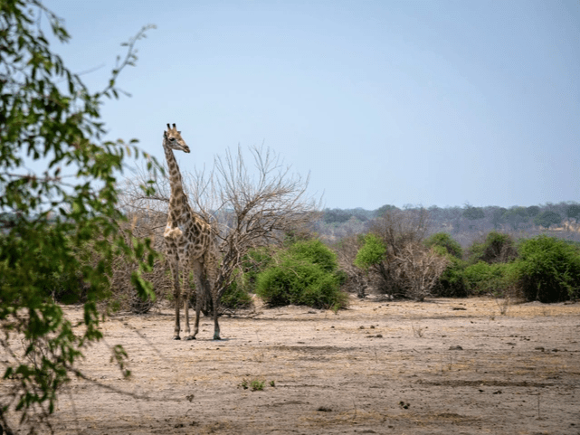 Rhino walk review from a client. Rhino walk review from a client.