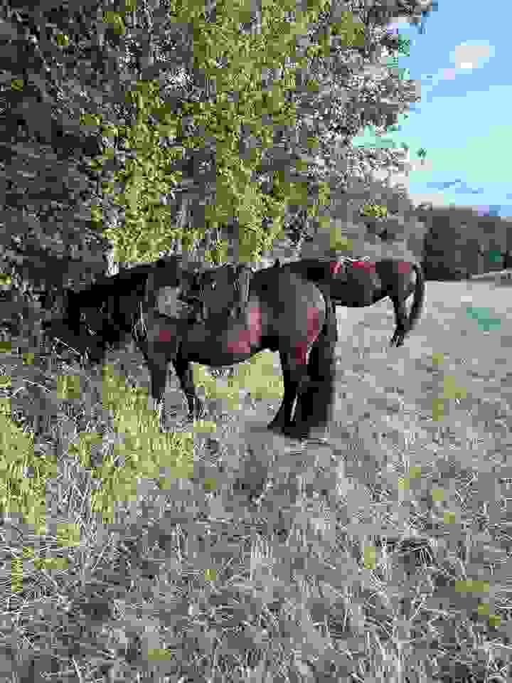 Section image