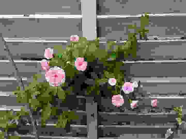 broken image