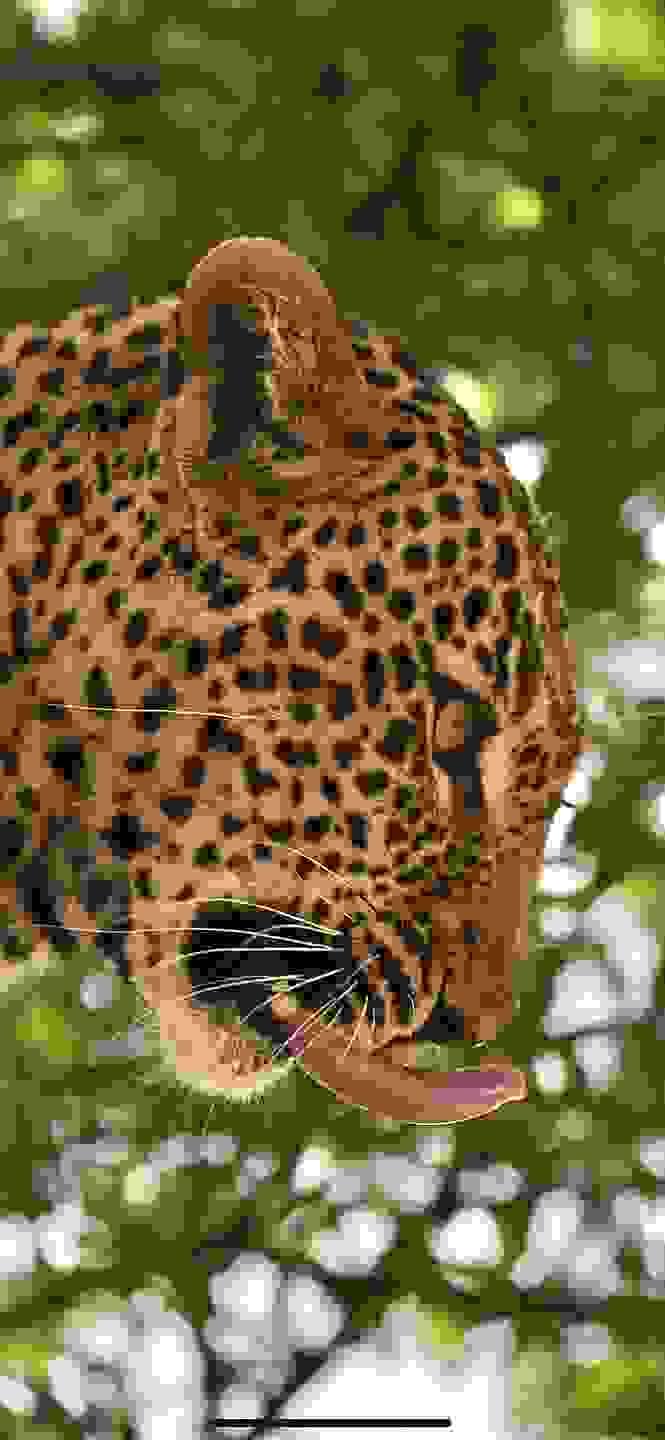 Section image