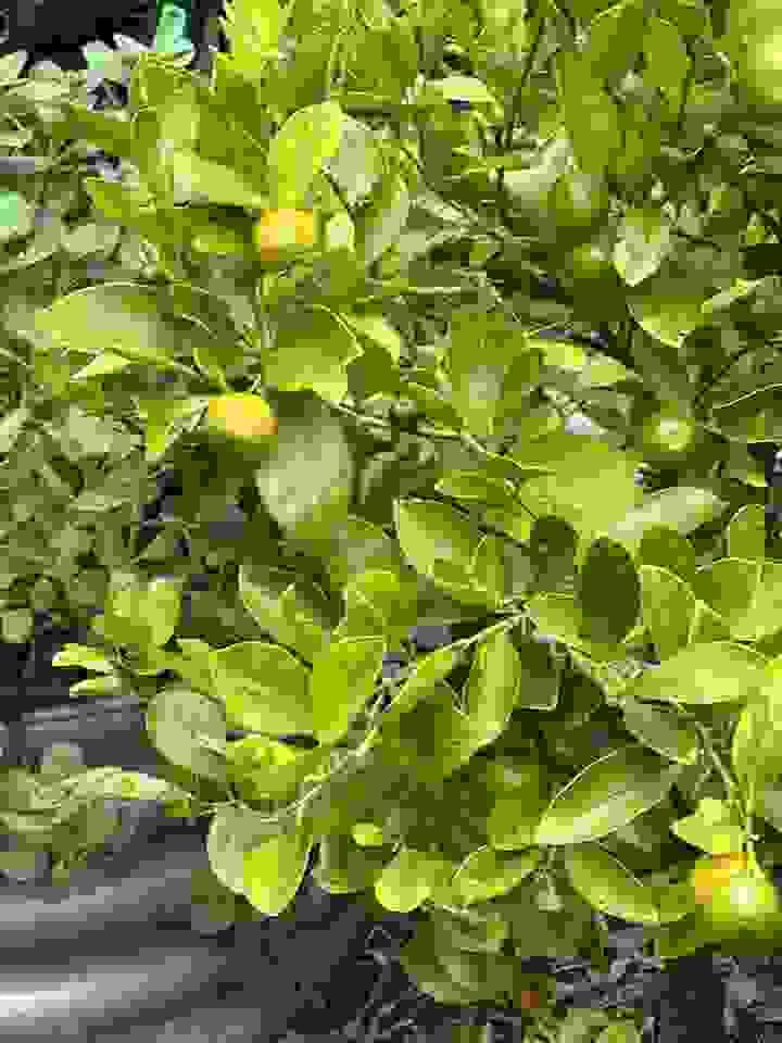 Citrus tree in the Fern Gully garden Citrus tree in the Fern Gully garden
