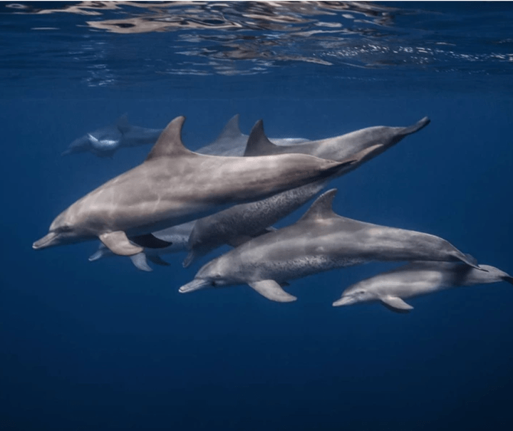 dolphin watching french polynesia