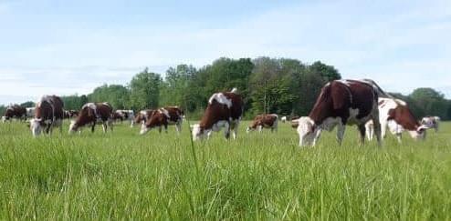 L'élevage biologique, les vaches paissent l'herbe fraiche.