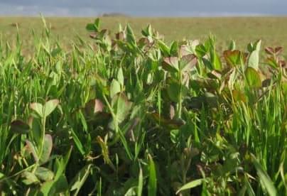 Le pâturage qui respecte les normes biologiques.