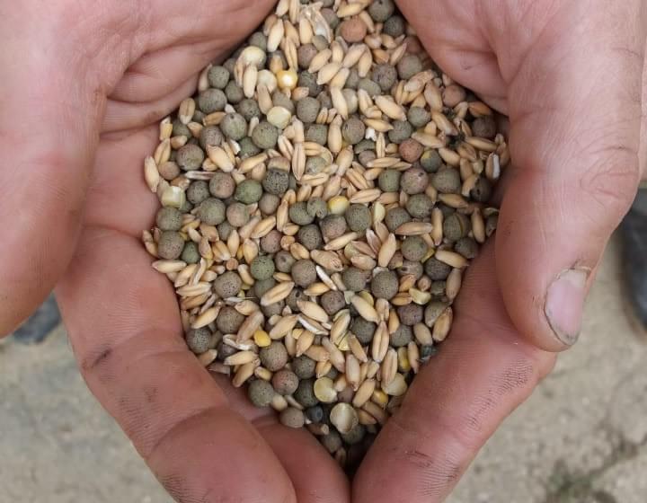 La production de céréales biologiques réservée pour l'alimentation des vaches.