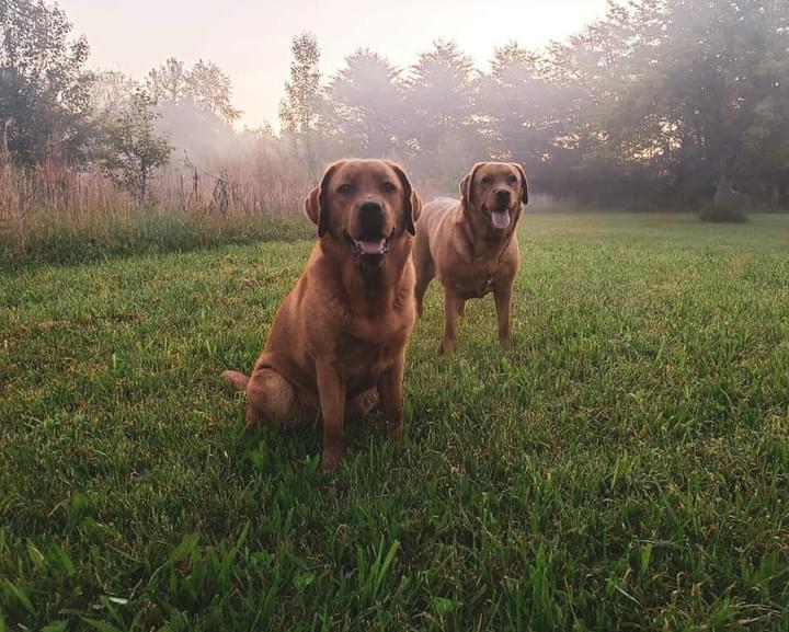 red lab puppies colorado