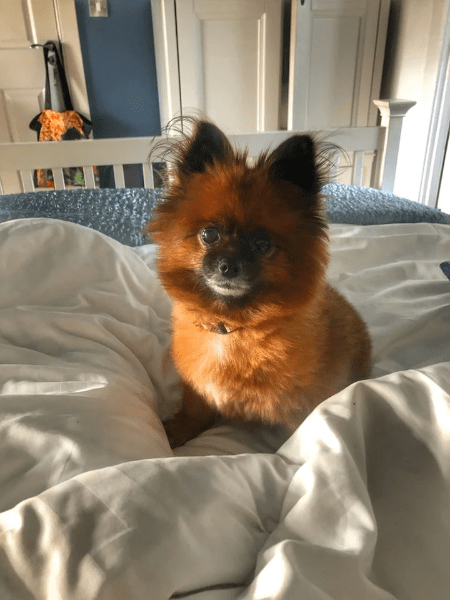 Dog in a bed, pet friendly hotels Ireland